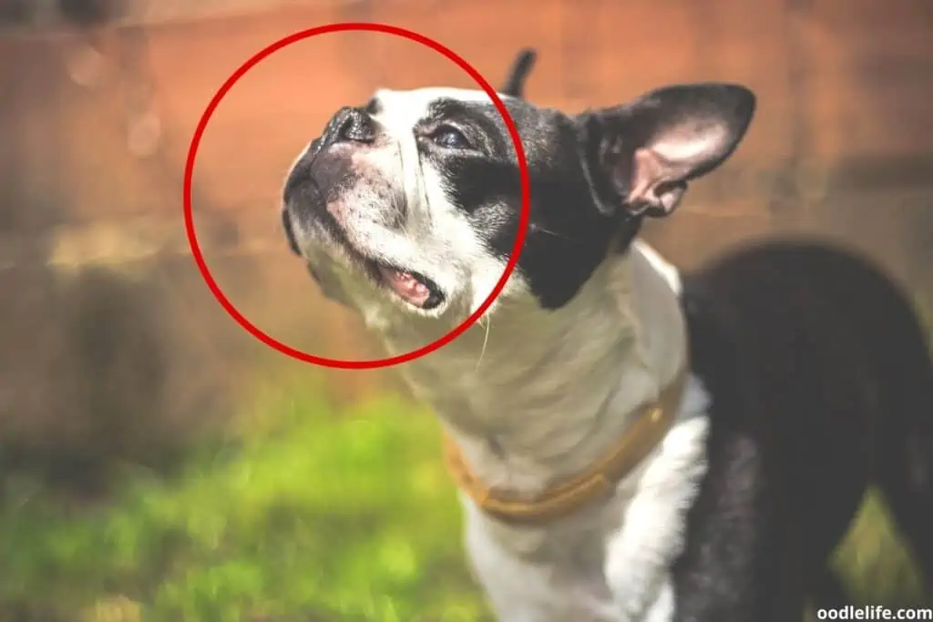 boston terrier barking problem