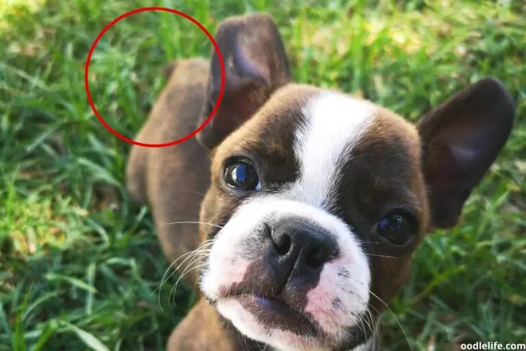 Do Boston Terriers Have Tails? [Photos]