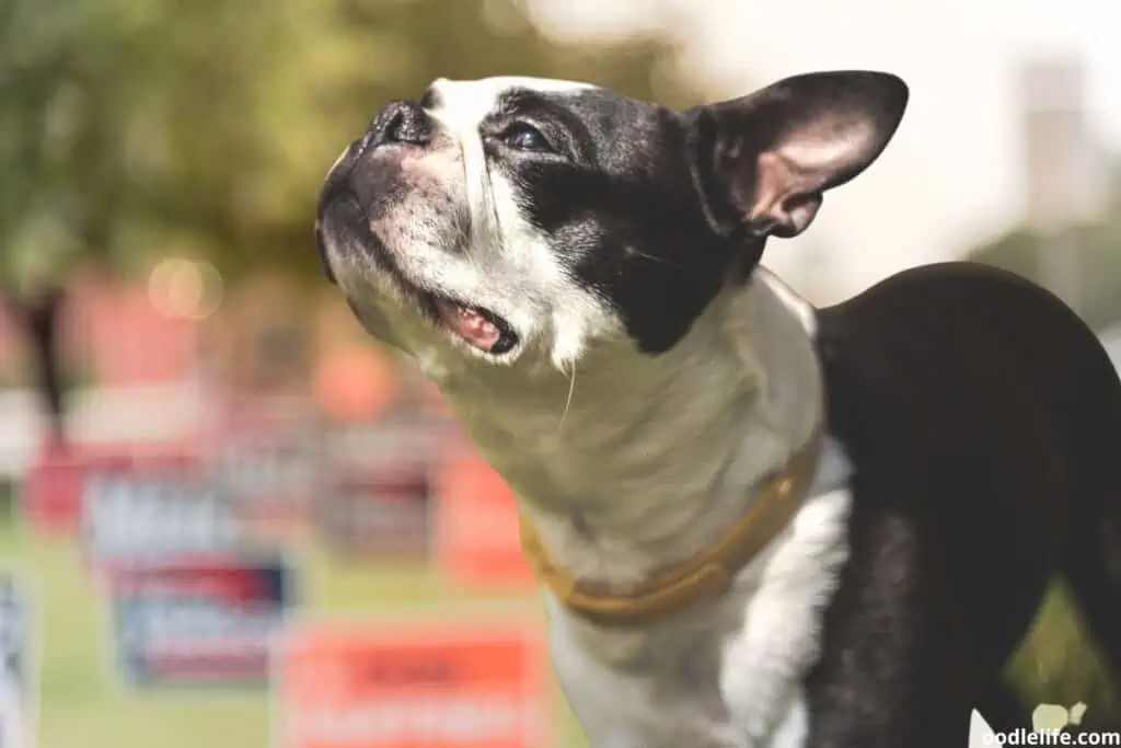 a boston terrier in a backyard