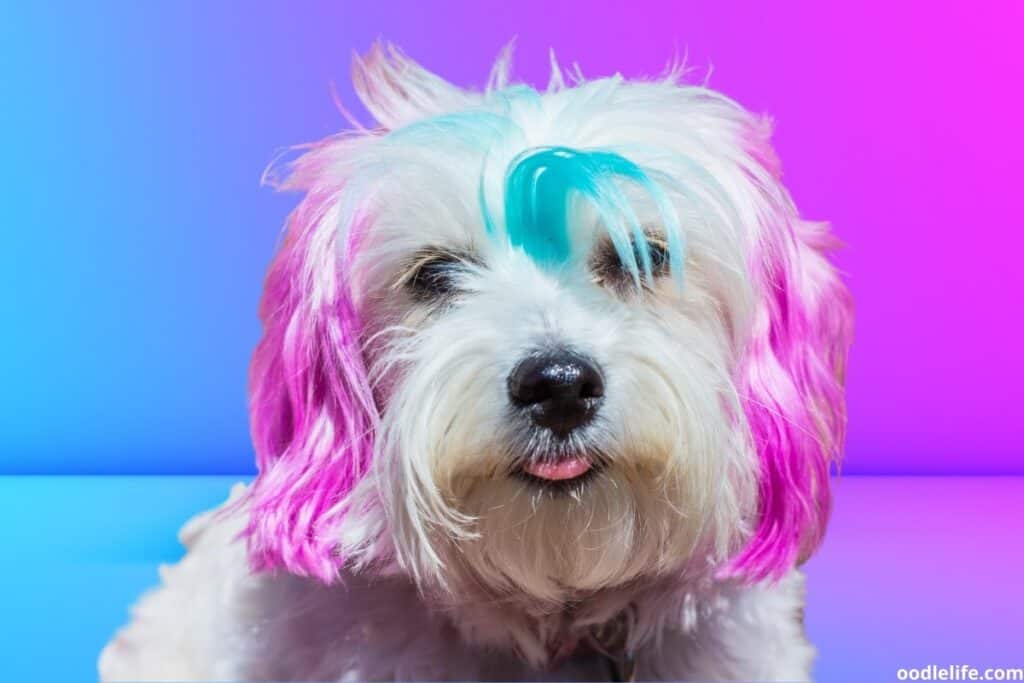 bright dog color