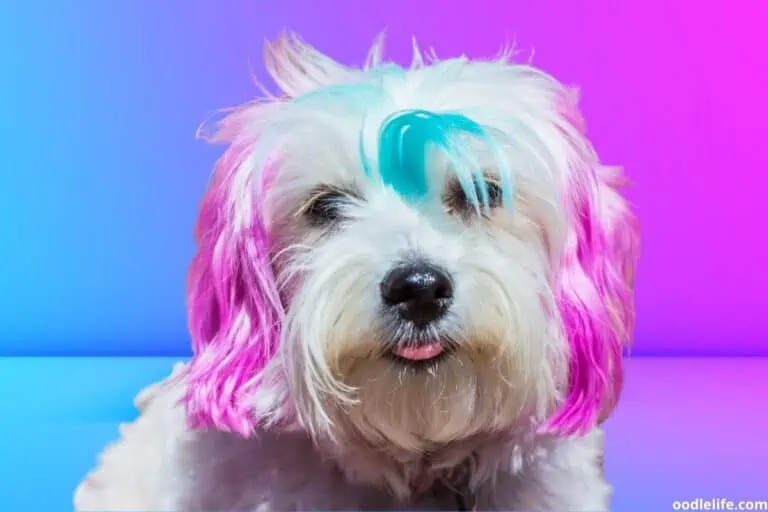 What Is a Dog’s Favorite Color? [Surprise Answer]