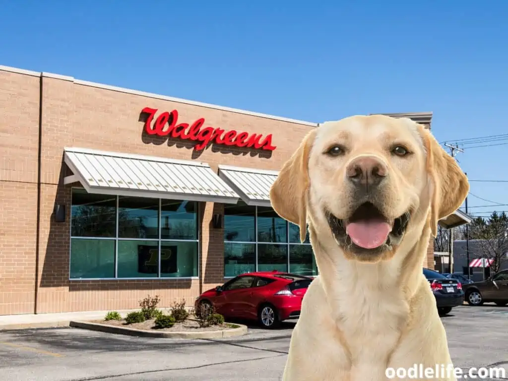 bring dog into Walgreens