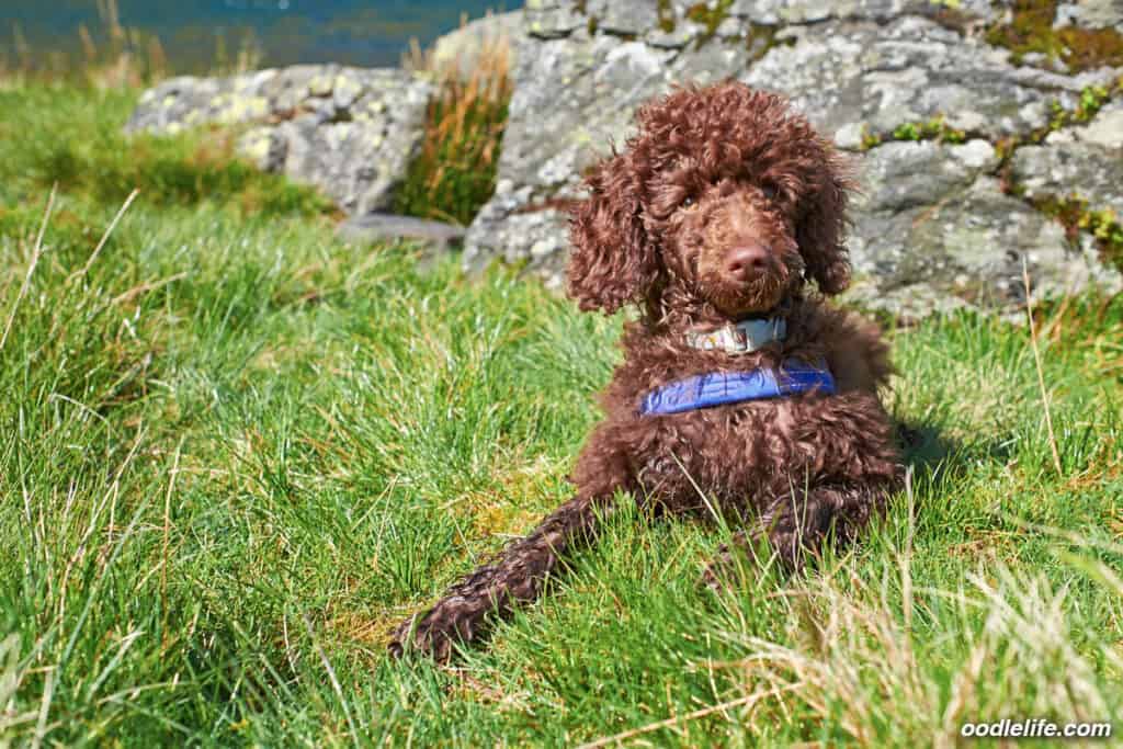 brown miniature poodle on grass