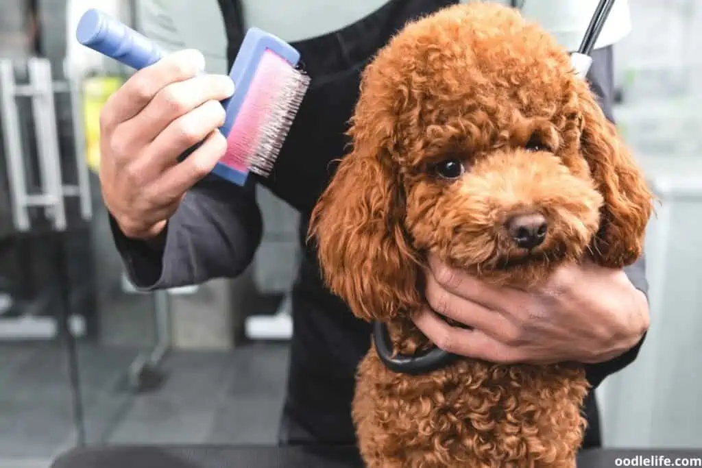 brushing a poodle with a slicker brush