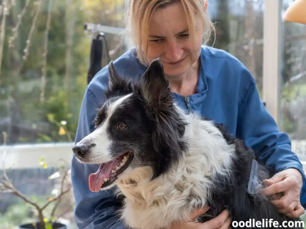 brushing Border Collie's coat