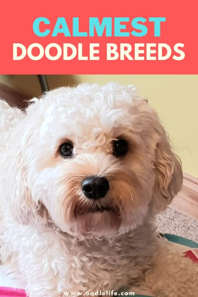 What Type Of Doodle Dogs Are There