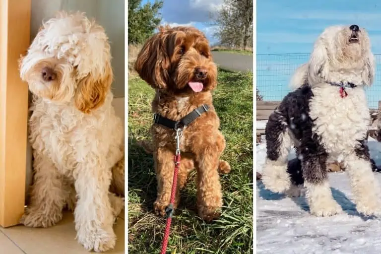 cockapoo labradoodle and sheepadoodle