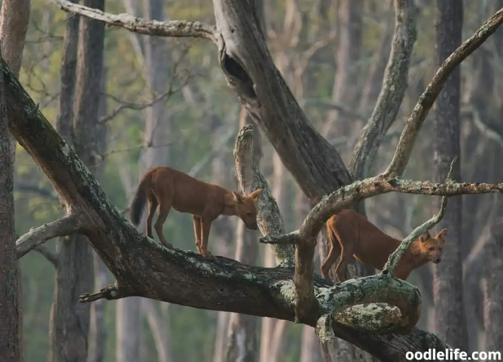 can dogs climb trees