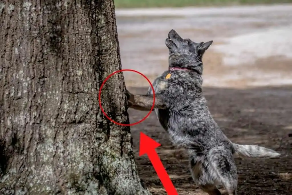 can dogs climb trees