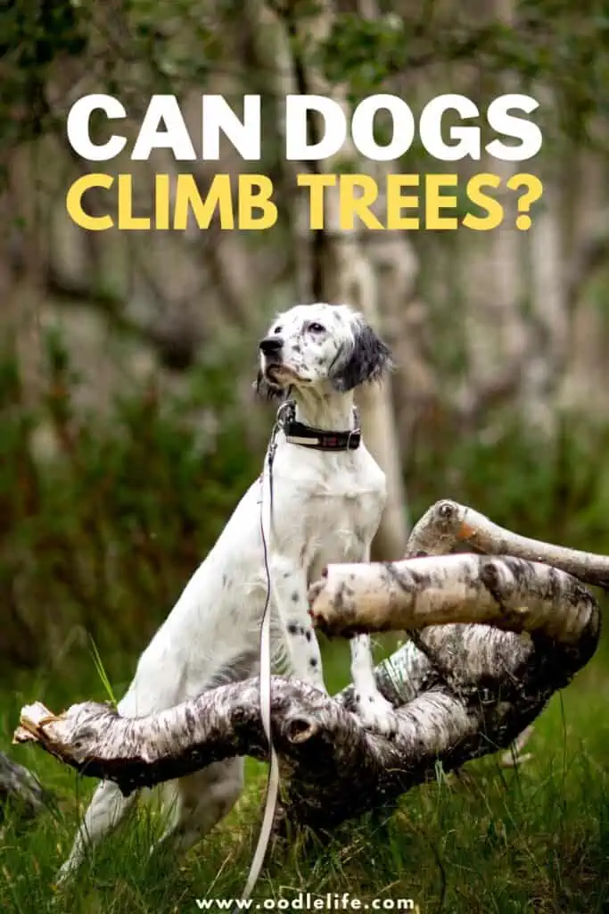 can dogs climb trees