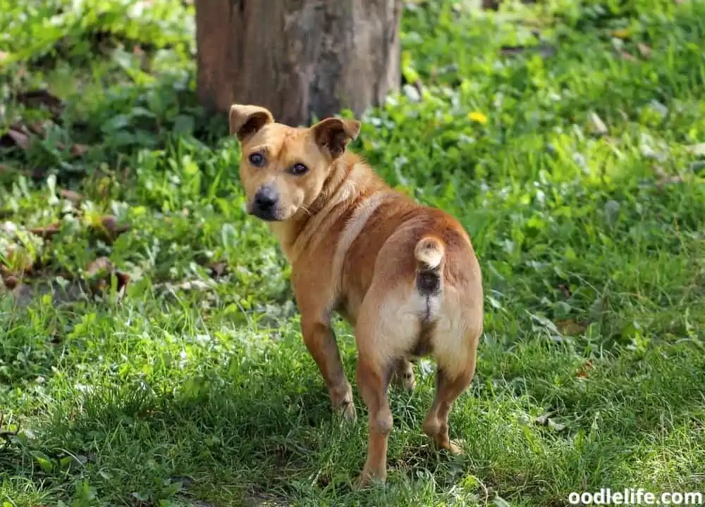 can dogs walk backwards