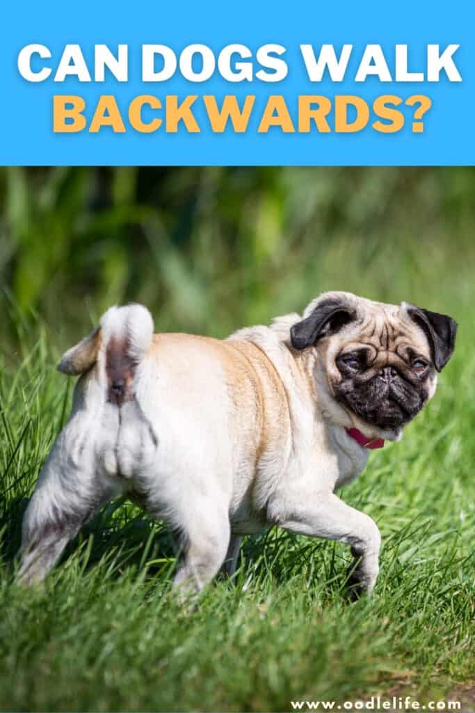can dogs walk backwards
