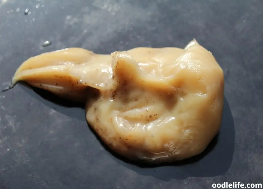 can my dog eat bacon grease