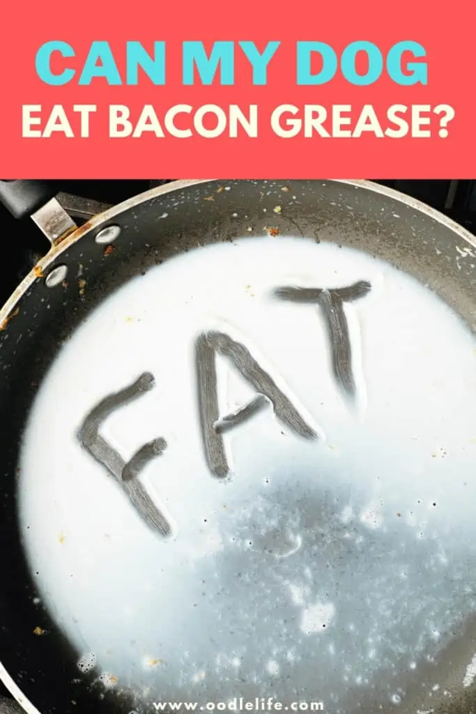 Is Bacon Grease Good For Dogs 