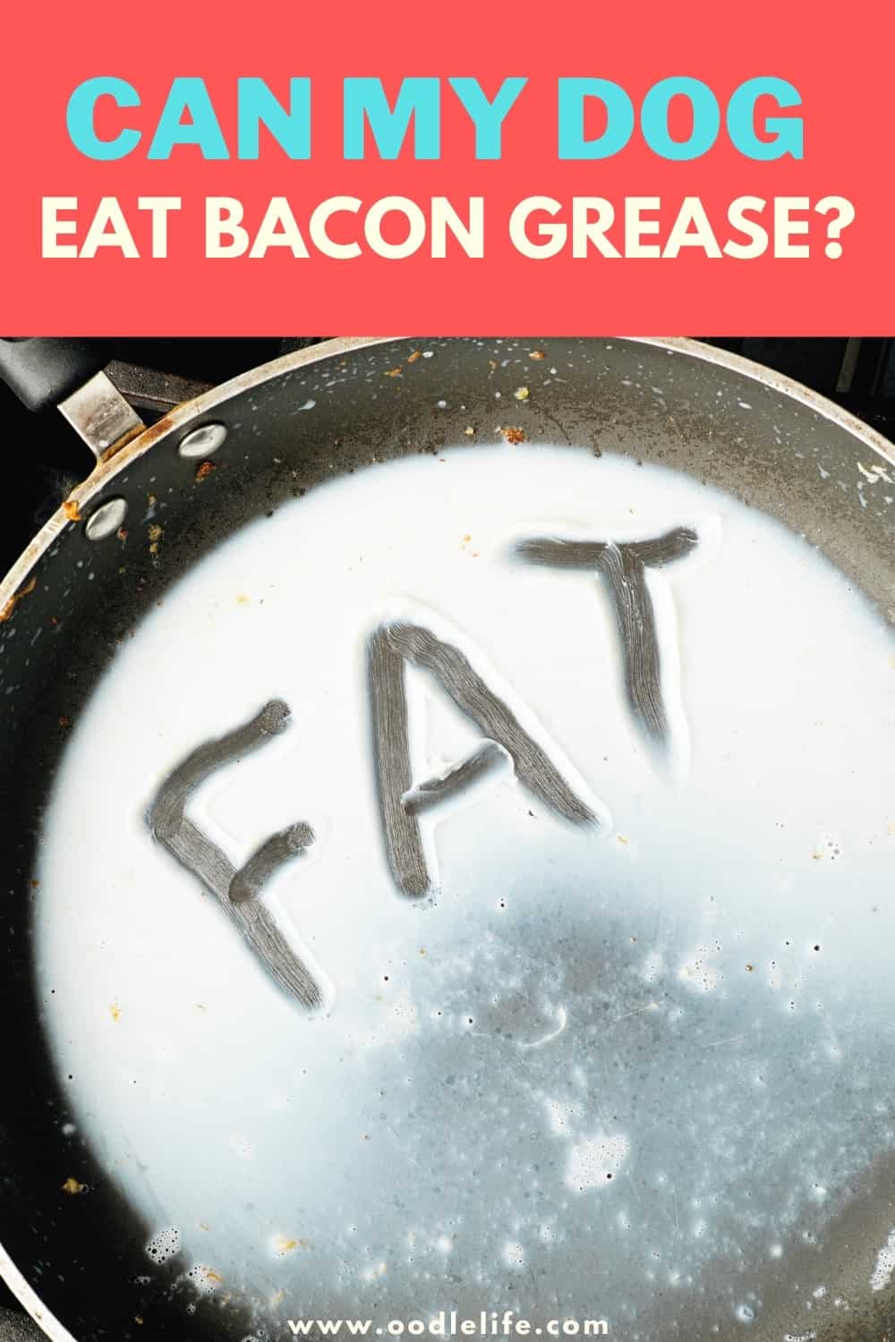 Is Bacon Grease Good For Dogs?