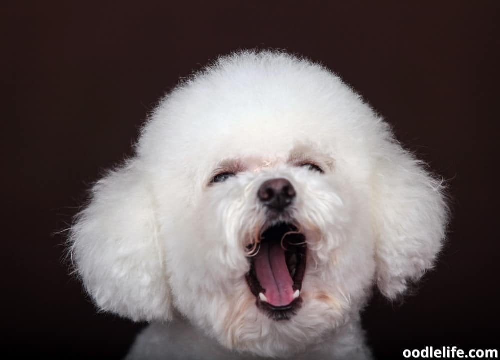 can Poodles howl