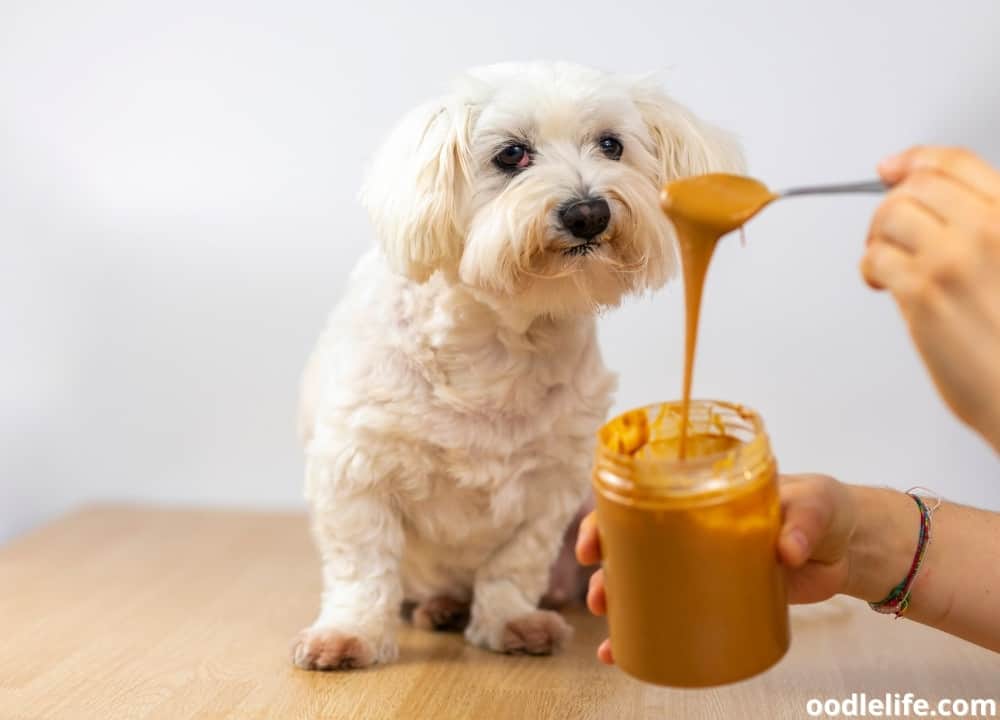 can puppies have peanut butter