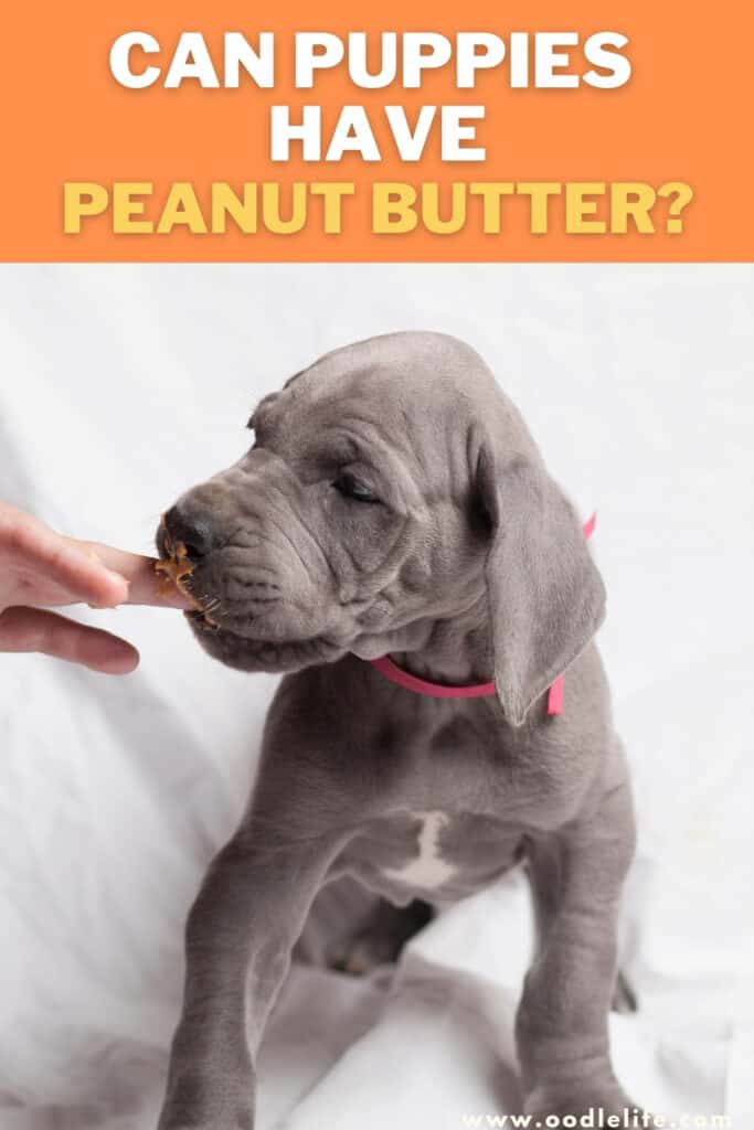 how often can dogs have peanut butter