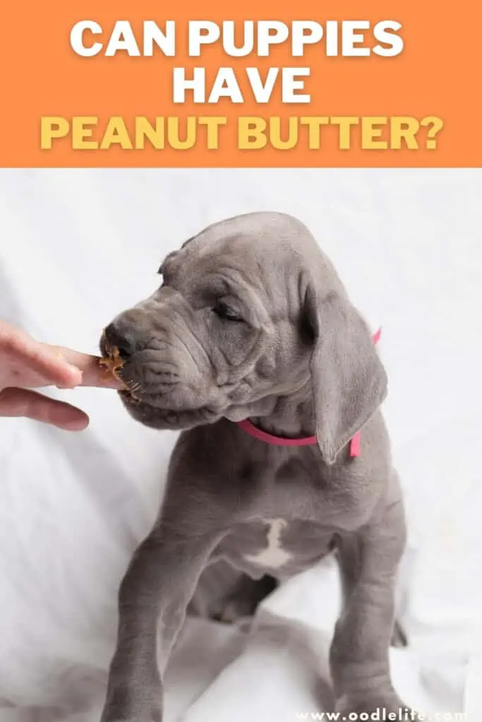 can puppies have peanut butter