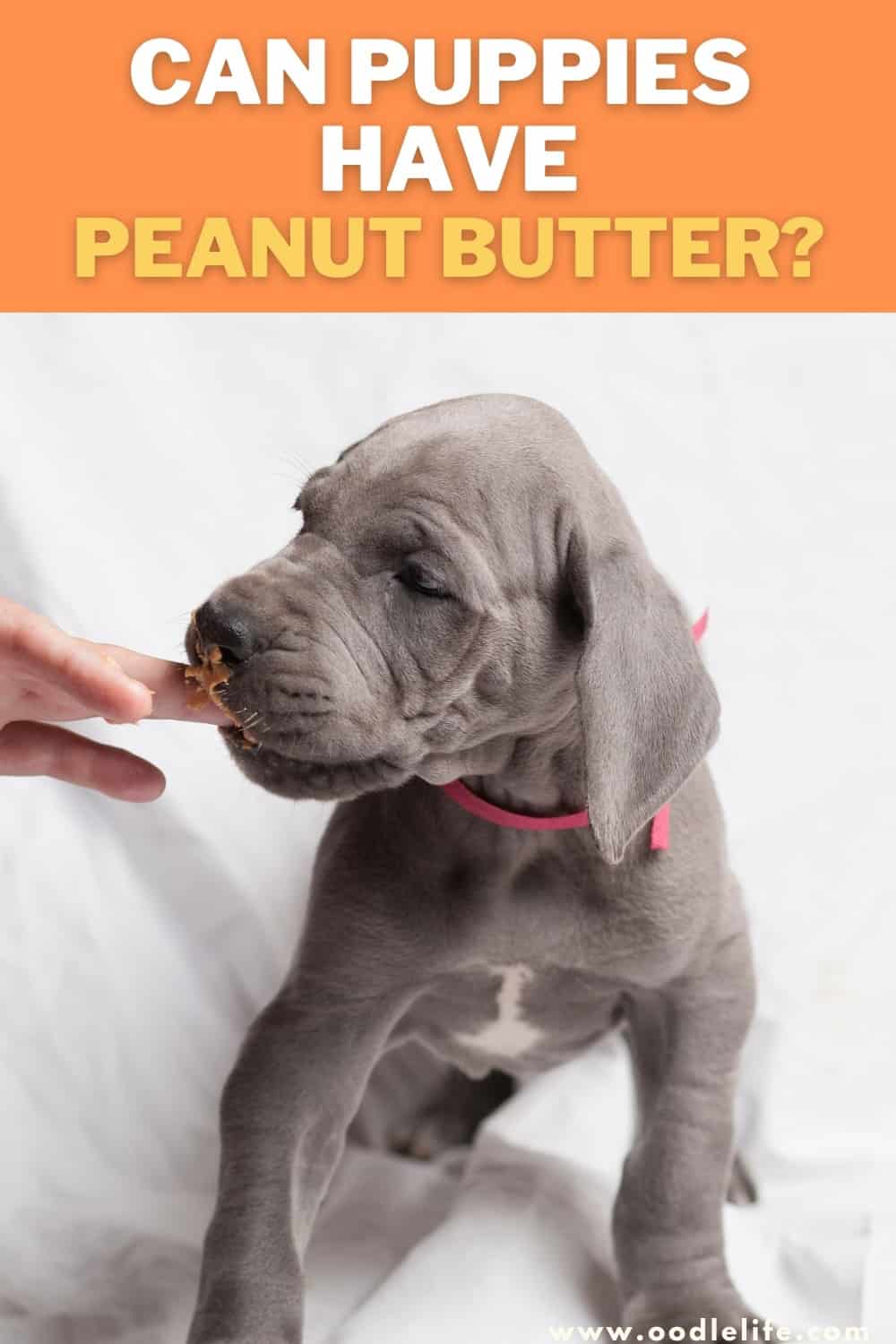Can Puppies Have Peanut Butter WARNING Oodle Life can-puppies-have-peanut-butter-warning-oodle-life