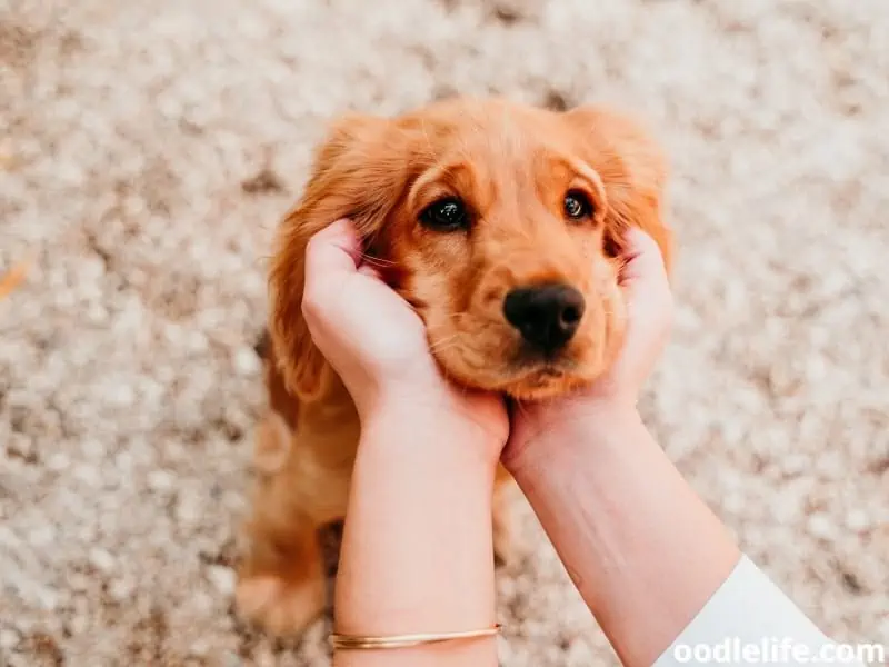 checking dog's neck