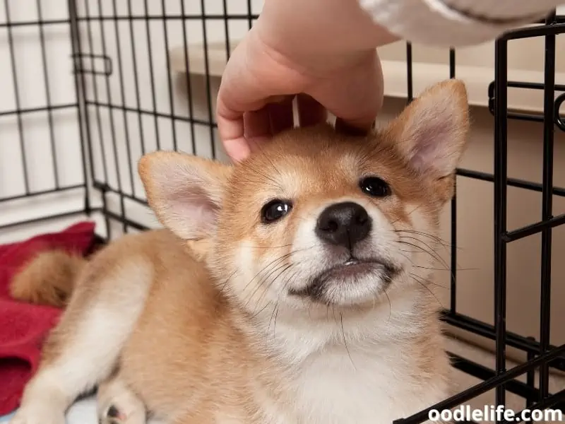 child petting a Shiba Inu