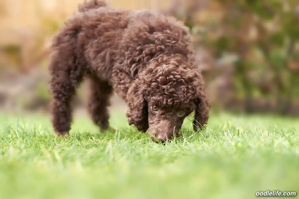 chocolate poodle puppy in grass