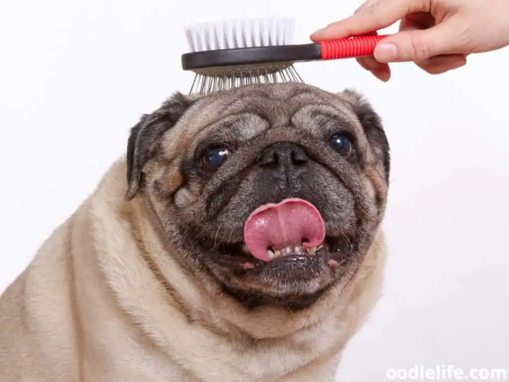 combing Pug