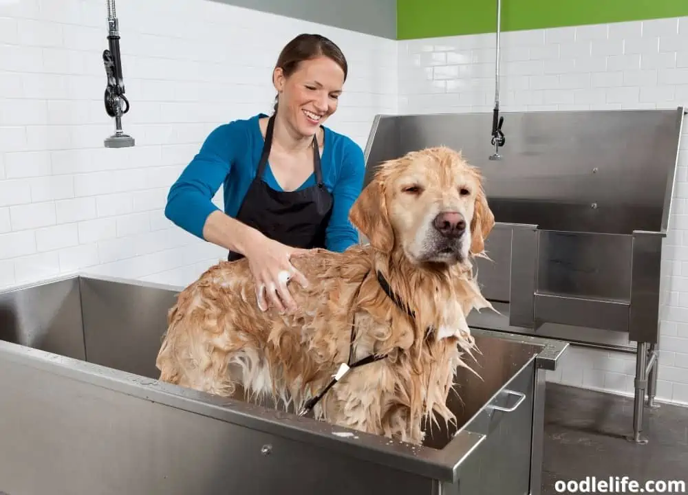 commercial dog bath tubs