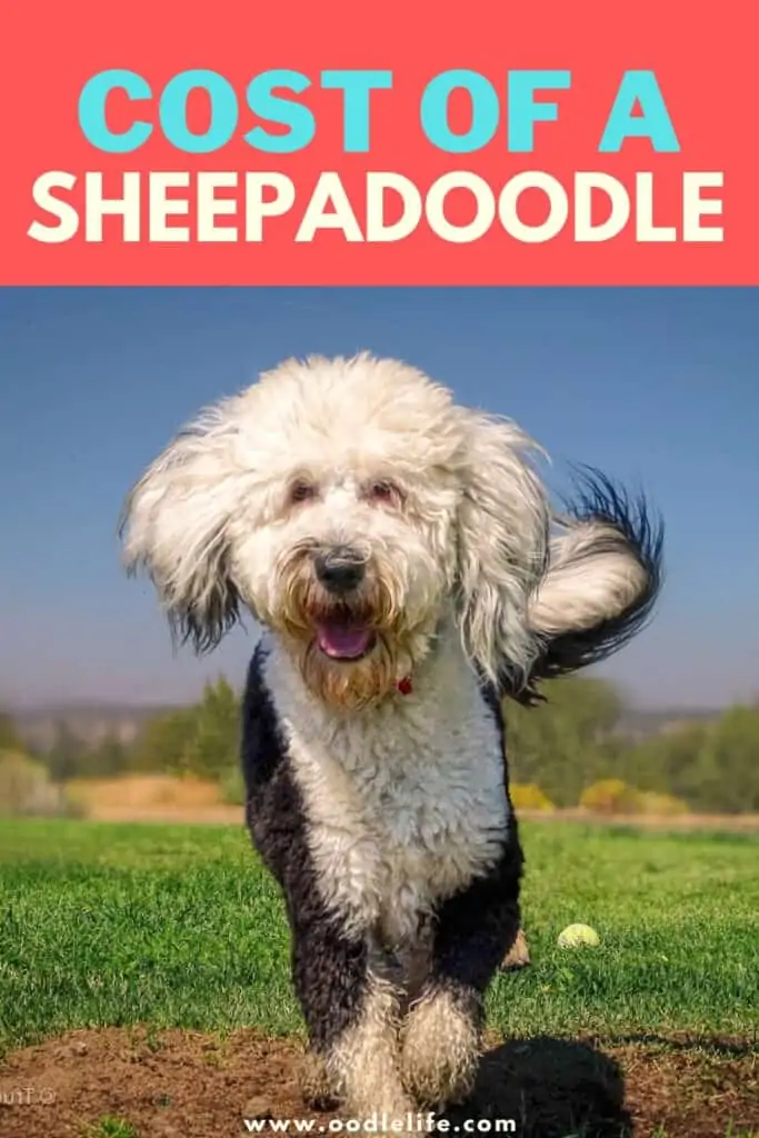 cost of a sheepadoodle