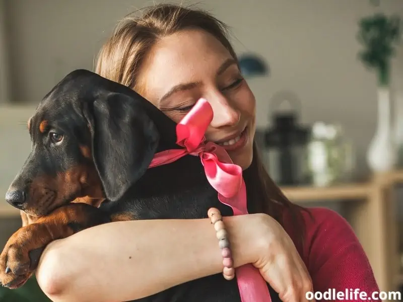 cuddling Doberman