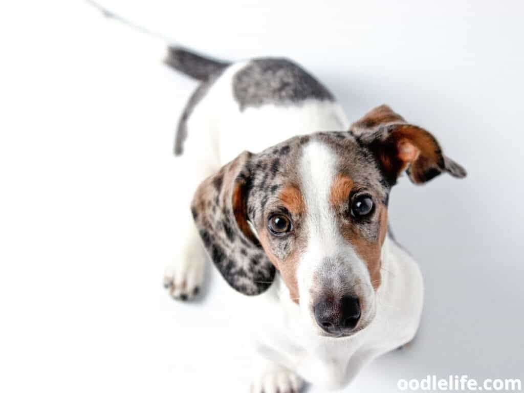 Dachshund puppy with markings