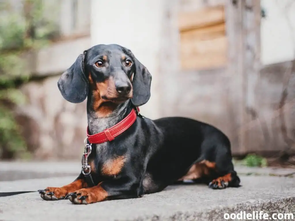 dachshund relaxing