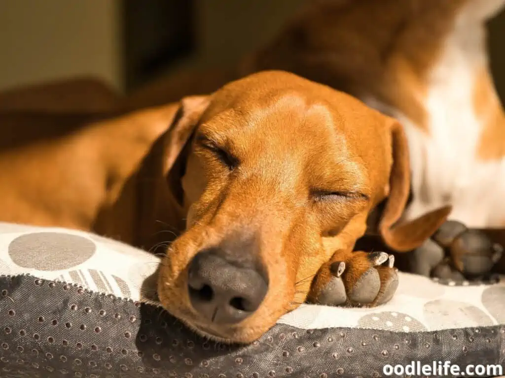 Dachshund sleeping