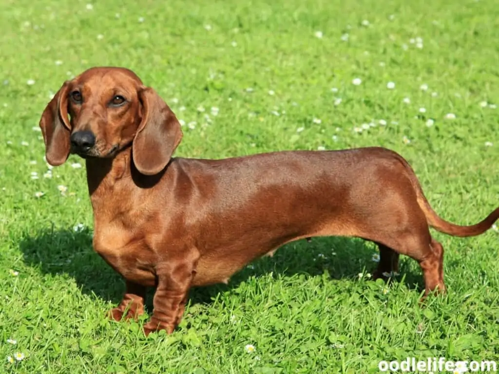 Dachshund under the sun