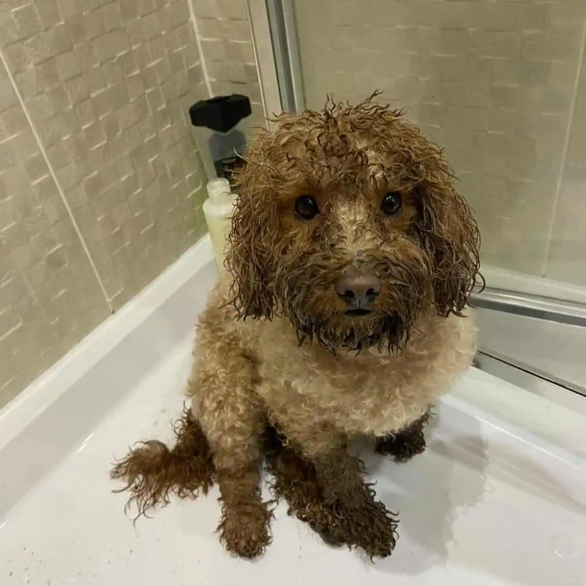 dirty Poodle needs grooming