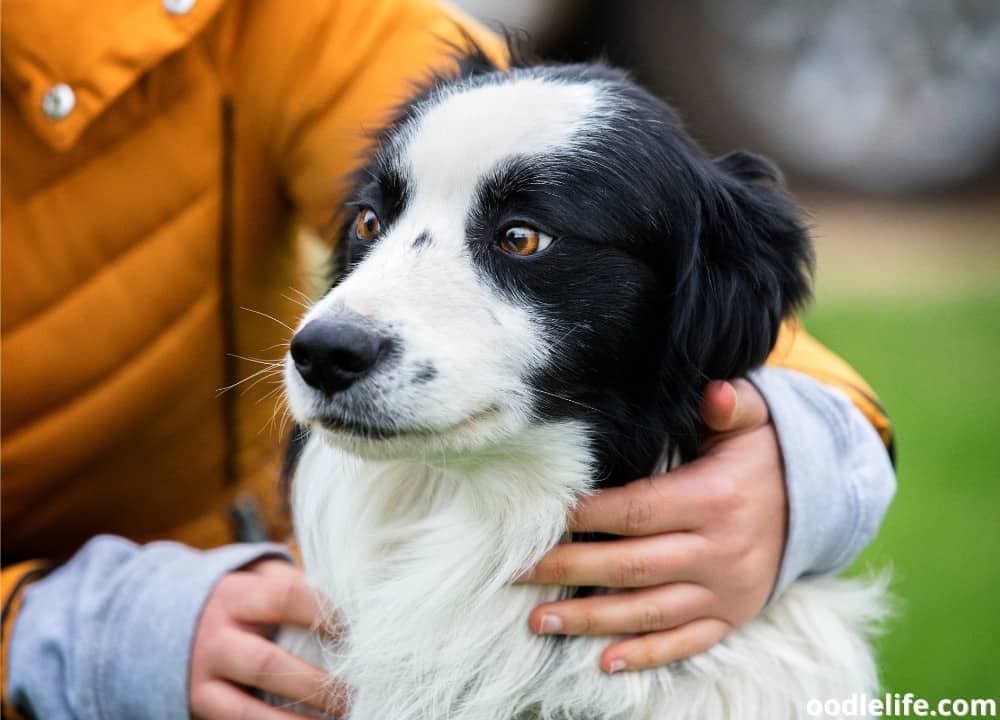 do all border collies have long hair