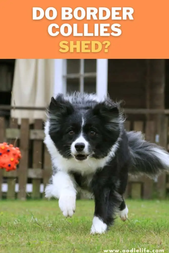 do Border Collies shed