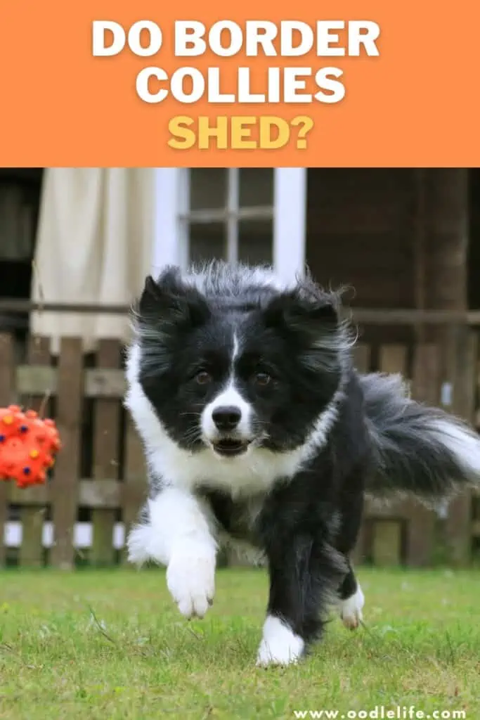 do border collies shed a lot