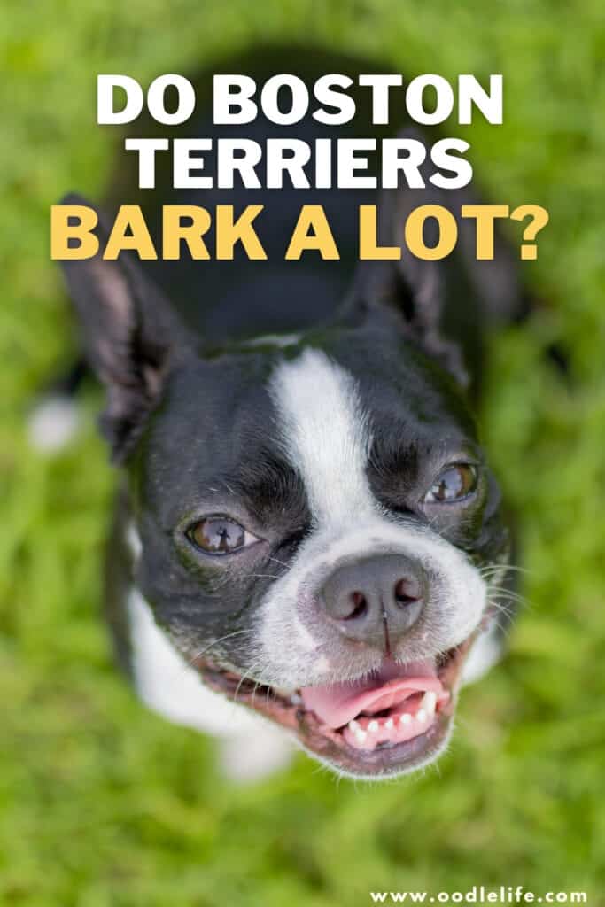 do Boston Terriers bark a lot