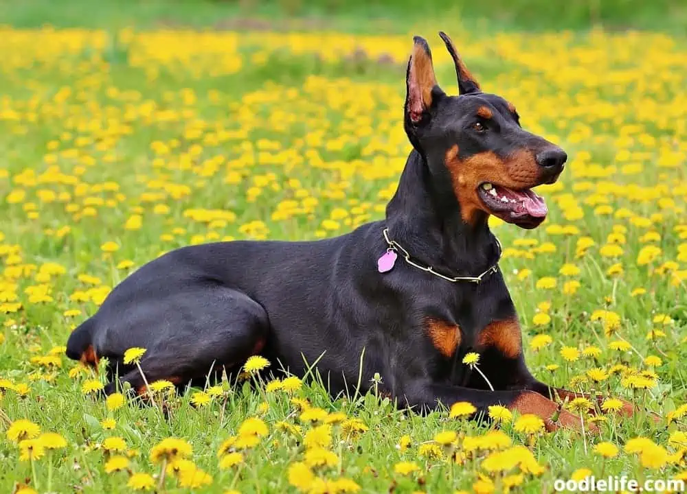 do Dobermans shed