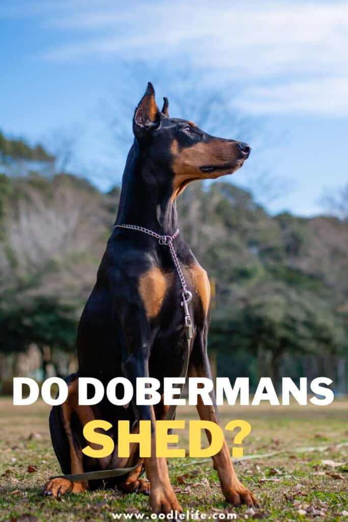 do Dobermans shed