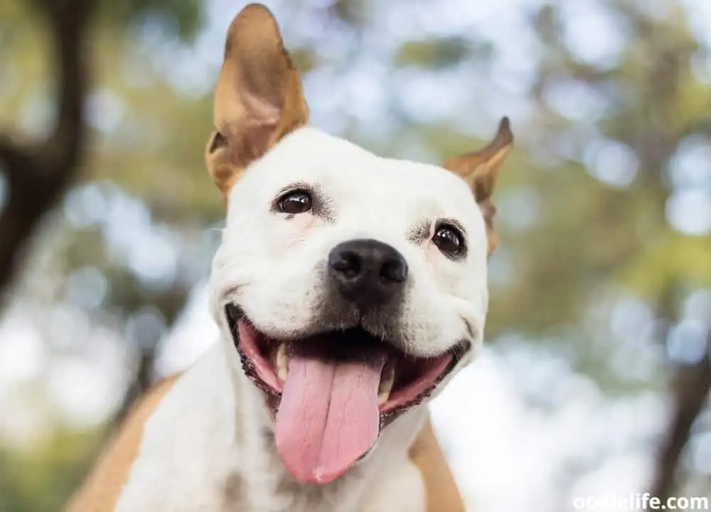 do dogs find things funny