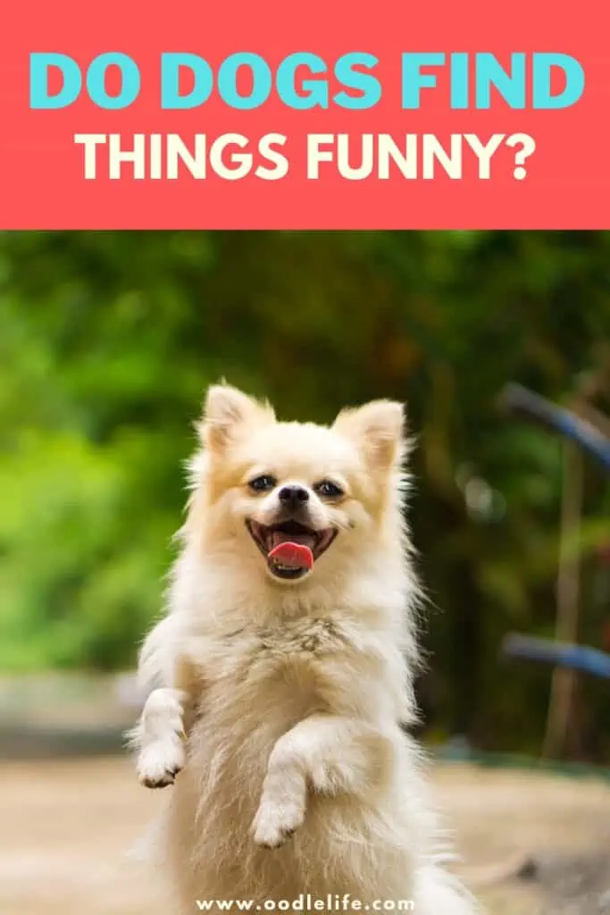do dogs find things funny