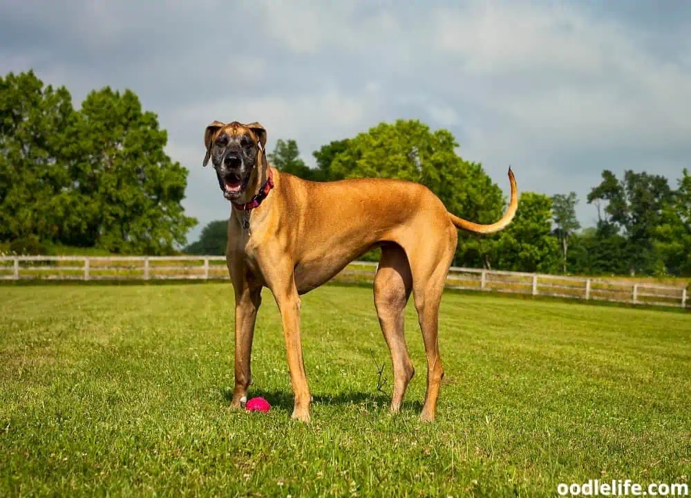 do Great Danes bark a lot