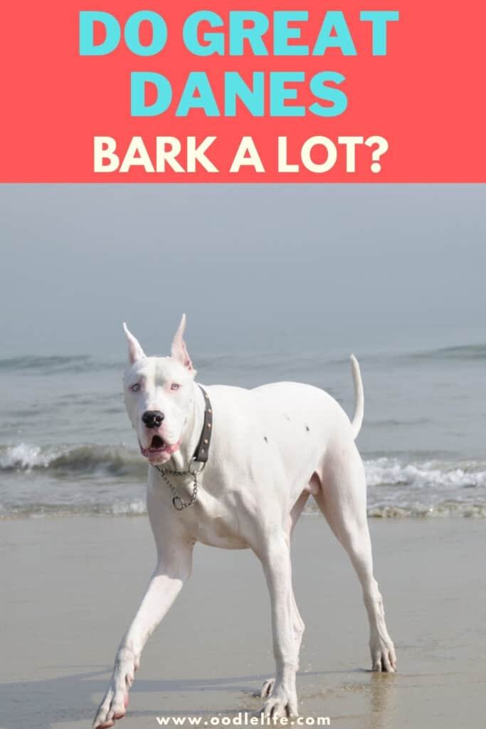 do Great Danes bark a lot
