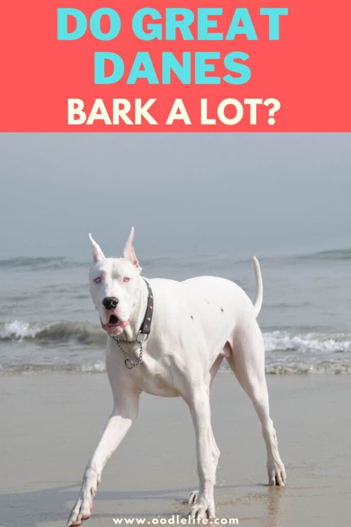Do Great Danes Bark A Lot? [Help] Oodle Life