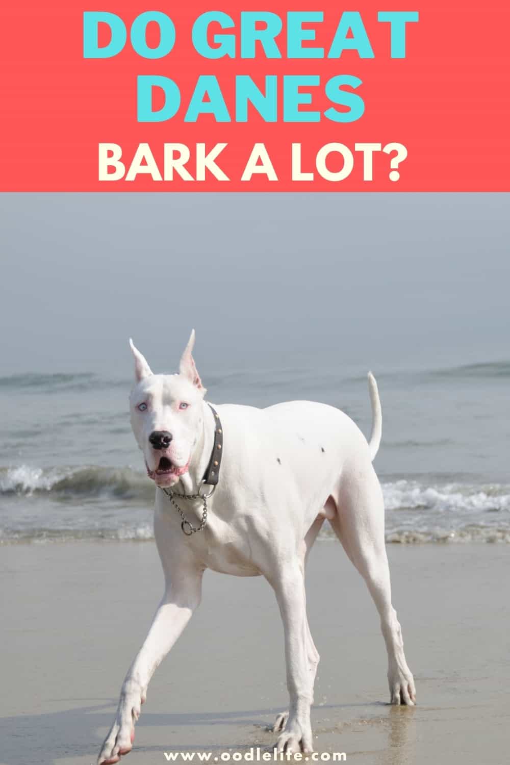 Do Great Danes Bark A Lot? [Help] Oodle Life