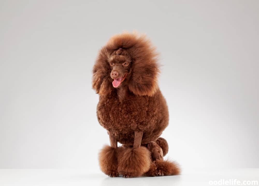 do Poodles have hair or fur
