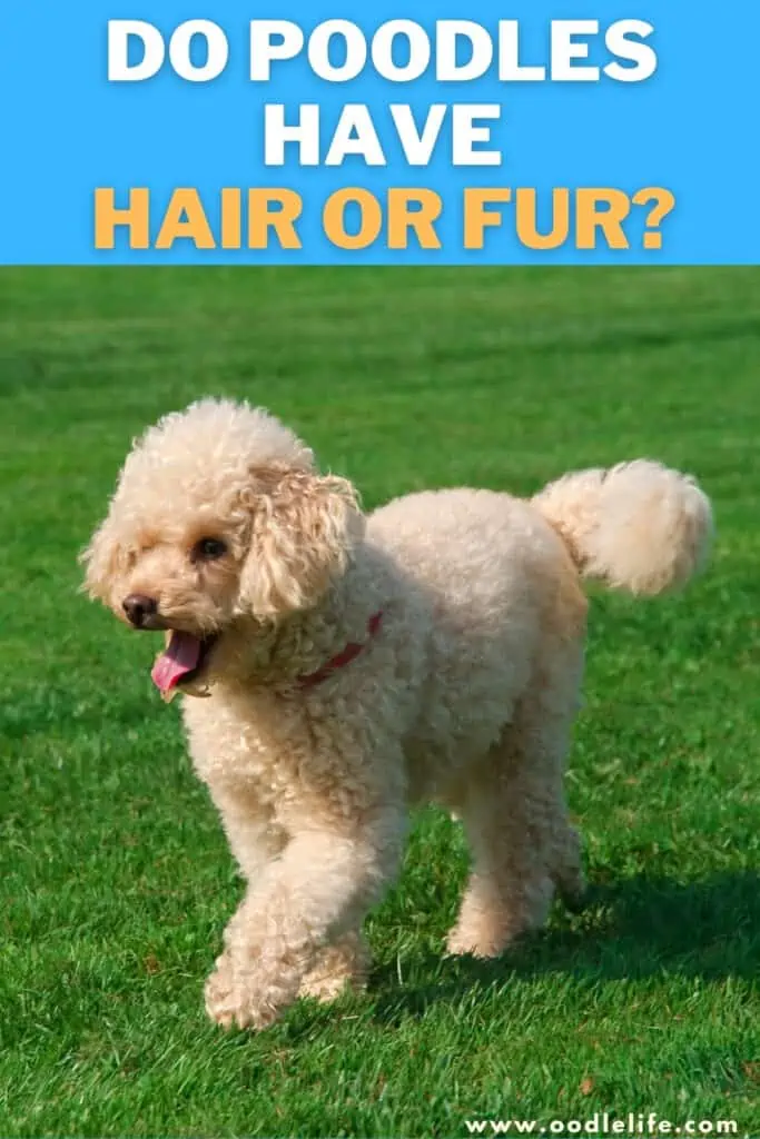 do Poodles have hair or fur